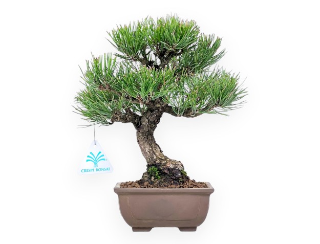 Pinus thunbergii bonsai 27 cm | Pot rectangulaire en grès