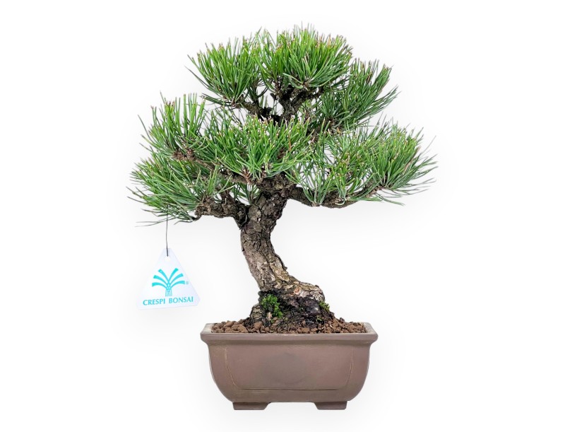 Bonsai di Pinus thunbergii da 27 cm | Vaso rettangolare grès