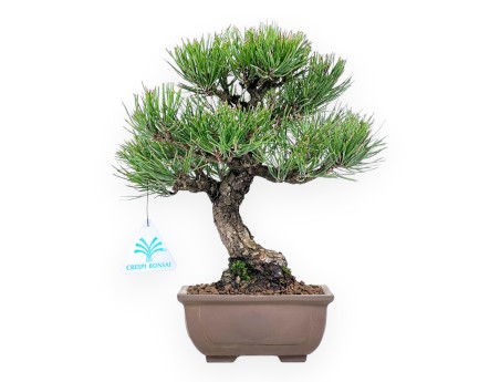 Pinus thunbergii Bonsai 27 cm | Rechteckiger Steingut Topf