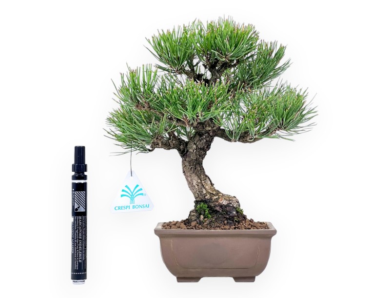 Pinus thunbergii bonsai 27 cm | Rectangular stoneware pot