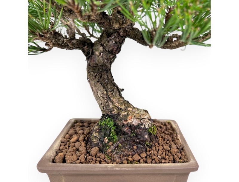 Pinus thunbergii bonsái 27 cm | Maceta rectangular de gres