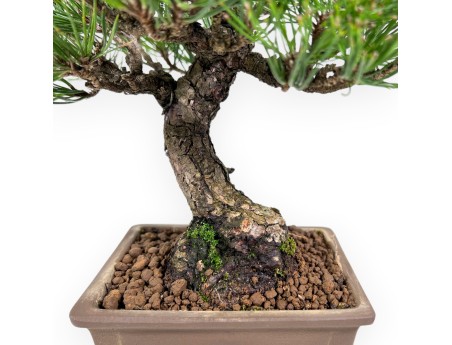 Bonsai di Pinus thunbergii da 27 cm | Vaso rettangolare grès