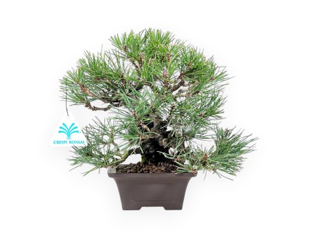 Bonsai di Pinus thunbergii da 23 cm | Vaso quadrato grès