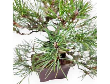 Bonsai di Pinus thunbergii da 23 cm | Vaso quadrato grès