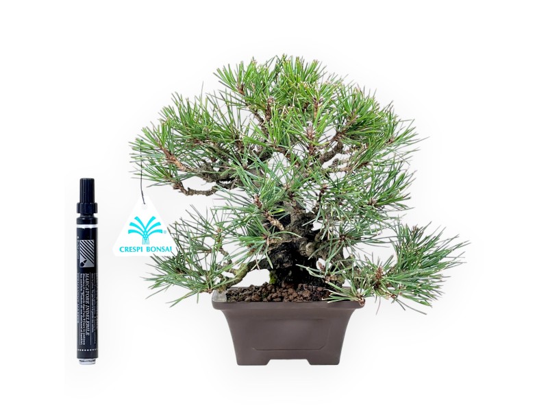 Pinus thunbergii bonsai 23 cm | Square stoneware pot