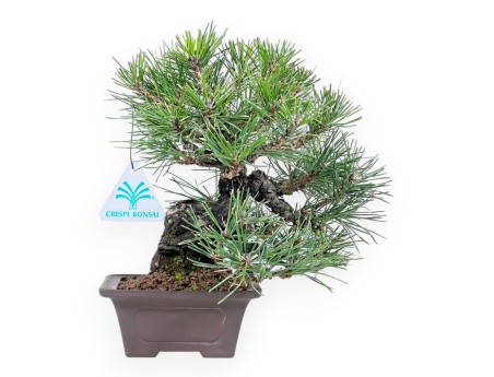 Pinus thunbergii bonsai 23 cm | Pot carré en grès