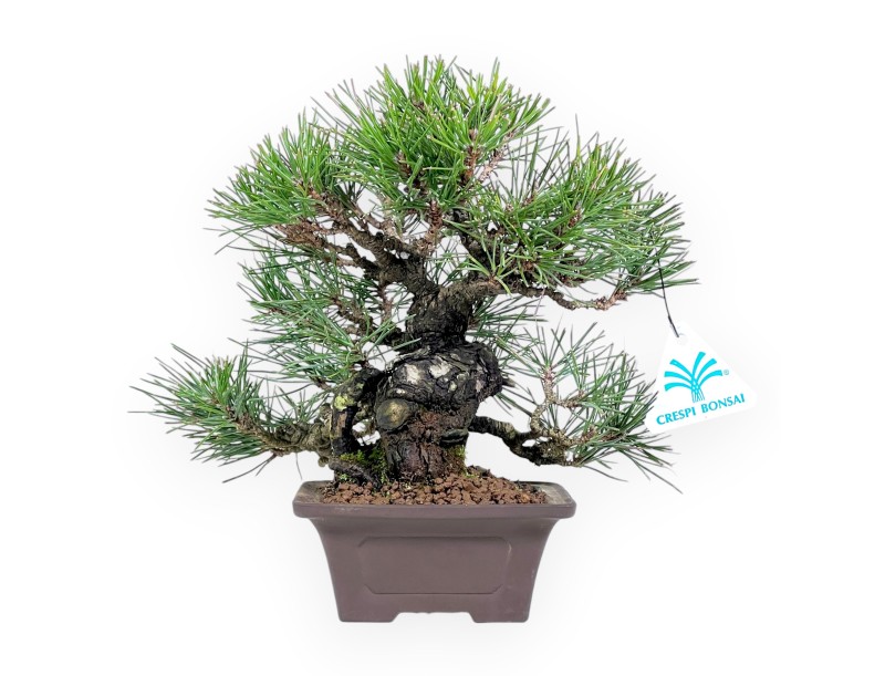Pinus thunbergii bonsai 23 cm | Vierkant ongeglazuurde pot