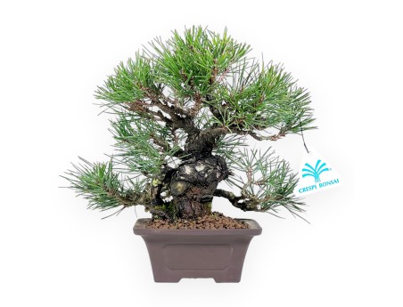 Pinus thunbergii bonsai 23 cm | Vierkant ongeglazuurde pot