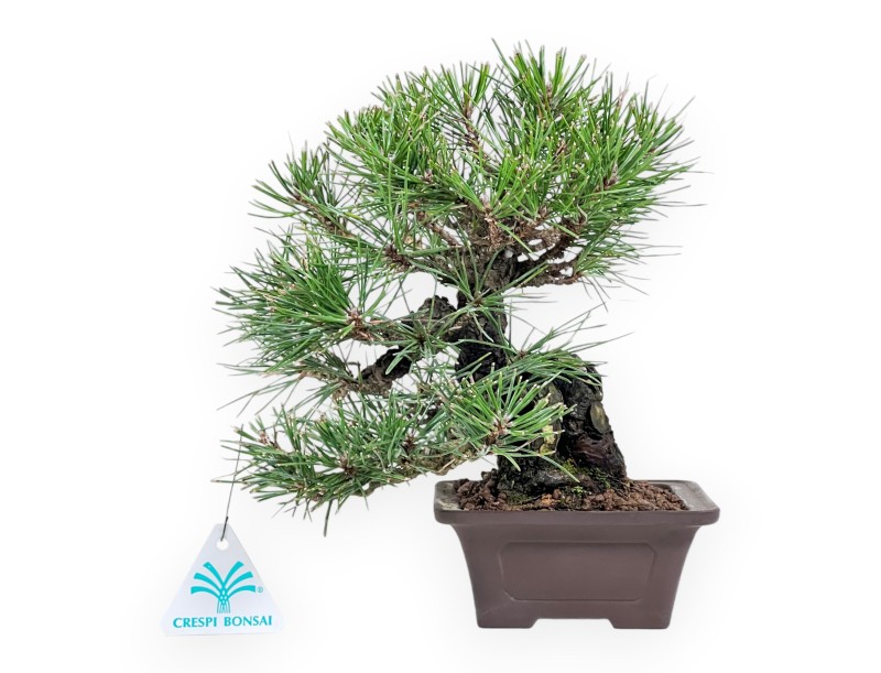 Pinus thunbergii bonsai 23 cm | Square stoneware pot