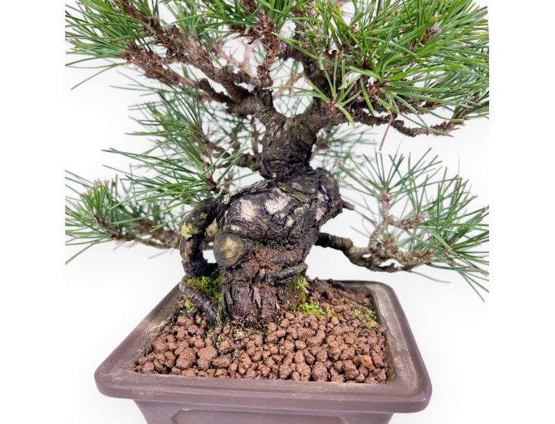 Pinus thunbergii bonsai 23 cm | Pot carré en grès