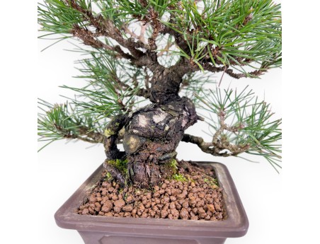 Bonsai di Pinus thunbergii da 23 cm | Vaso quadrato grès
