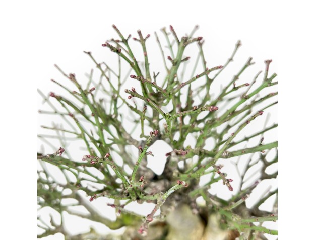 Euonymus alatus bonsai 25 cm | Crème rechthoekige pot 2