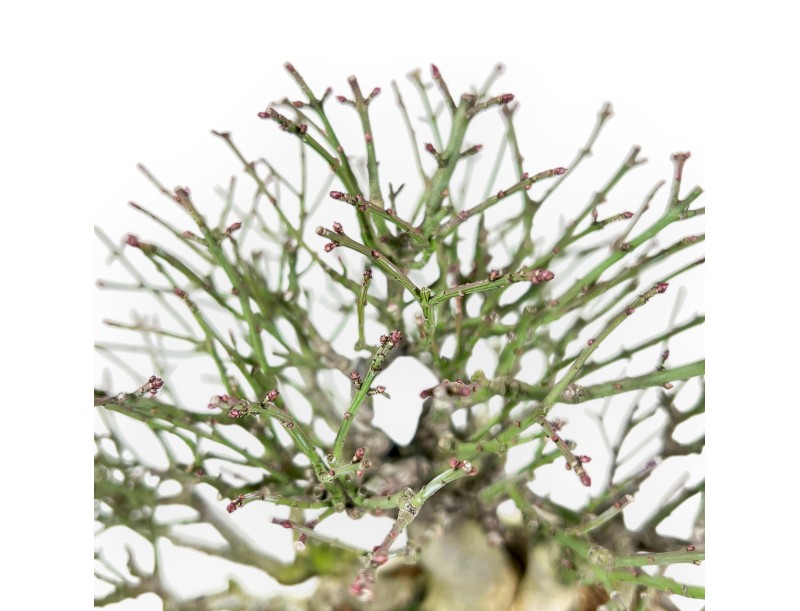 Euonymus alatus bonsai 25 cm | Cream rectangular pot