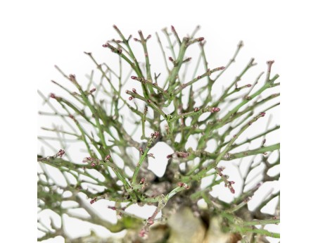 Euonymus alatus bonsai 25 cm | Cream rectangular pot