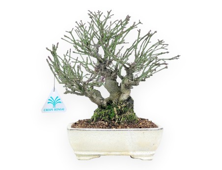 Euonymus alatus Bonsai von 25 cm | Creme rechteckiger Topf
