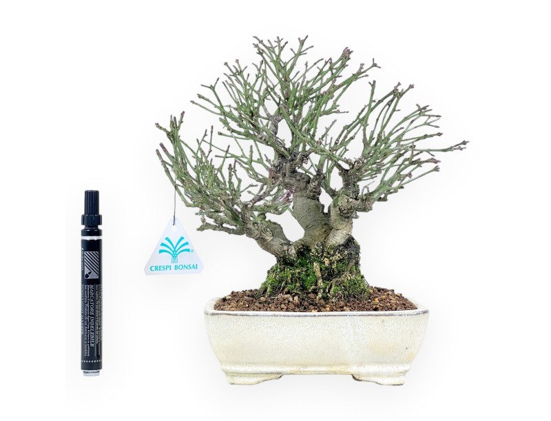 Euonymus alatus Bonsai von 25 cm | Creme rechteckiger Topf