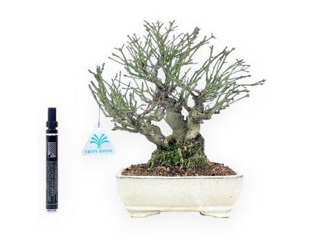 Euonymus alatus bonsai 25 cm | Crème rechthoekige pot