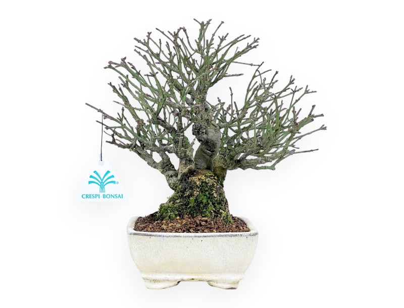 Euonymus alatus bonsai 25 cm | Maceta rectangular crema