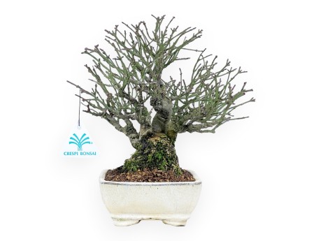 Euonymus alatus bonsaï de 25 cm | Pot rectangulaire crème