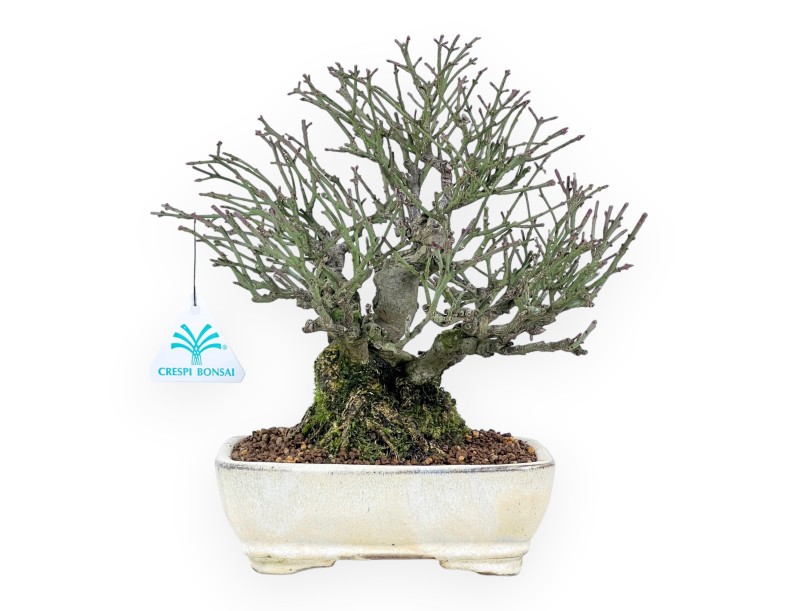Euonymus alatus bonsai 25 cm | Maceta rectangular crema