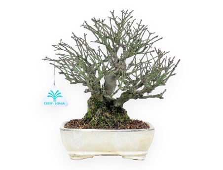 Euonymus alatus bonsai 25 cm | Crème rechthoekige pot