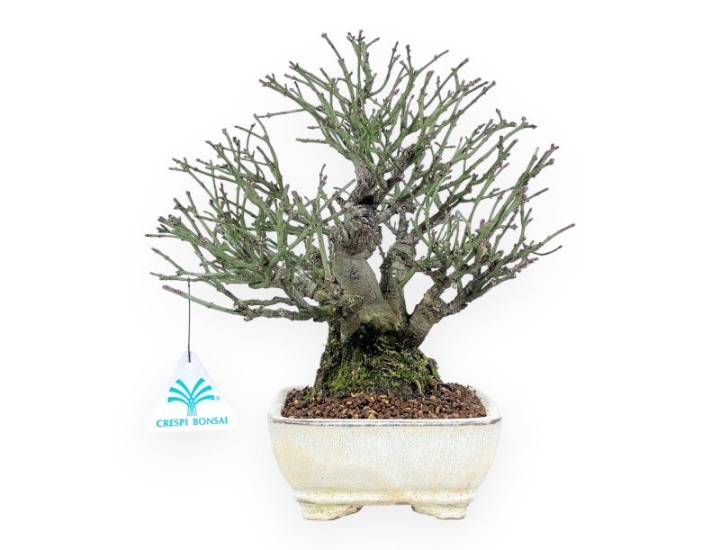 Euonymus alatus Bonsai von 25 cm | Creme rechteckiger Topf