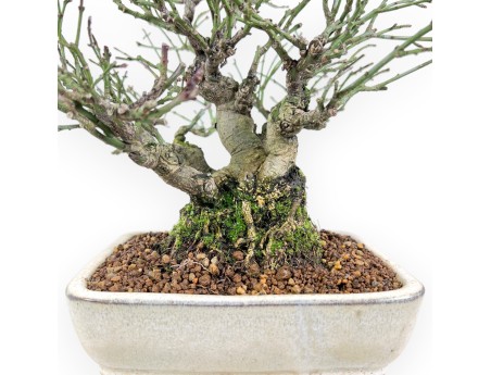 Euonymus alatus Bonsai von 25 cm | Creme rechteckiger Topf