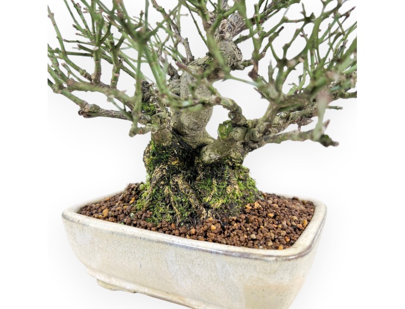 Euonymus alatus bonsaï de 25 cm | Pot rectangulaire crème