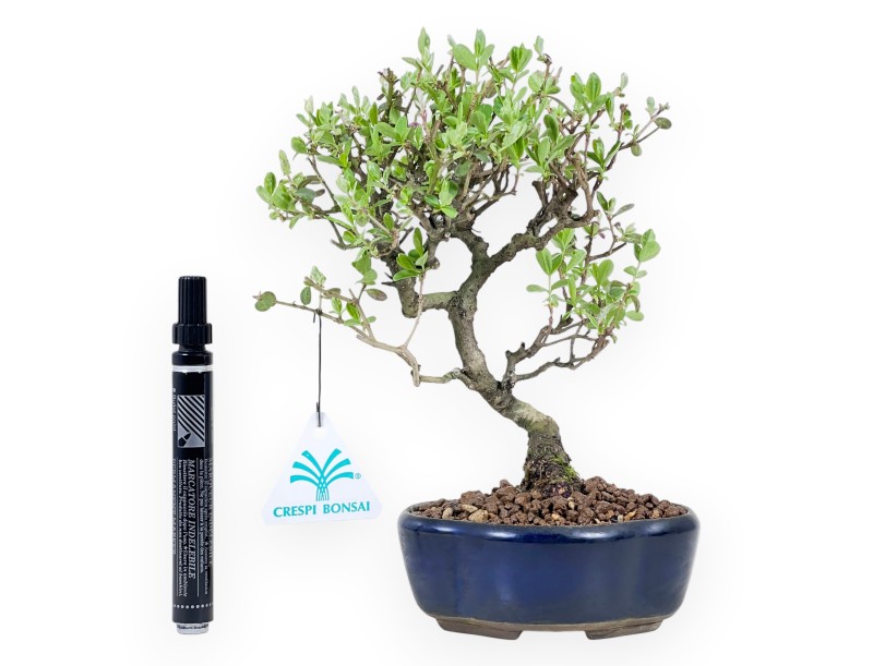 Ligustrum ibota bonsai de 22 cm | Pot à nuage bleu