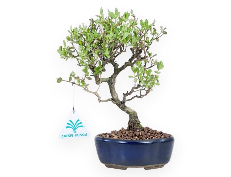 Ligustrum ibota Bonsai von 22 cm | Blau Wolke Topf