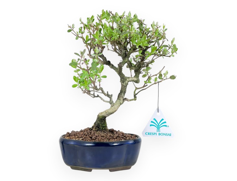 Ligustrum ibota bonsai de 22 cm | Pot à nuage bleu