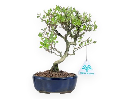 Ligustrum ibota bonsai de 22 cm | Maceta nube azul