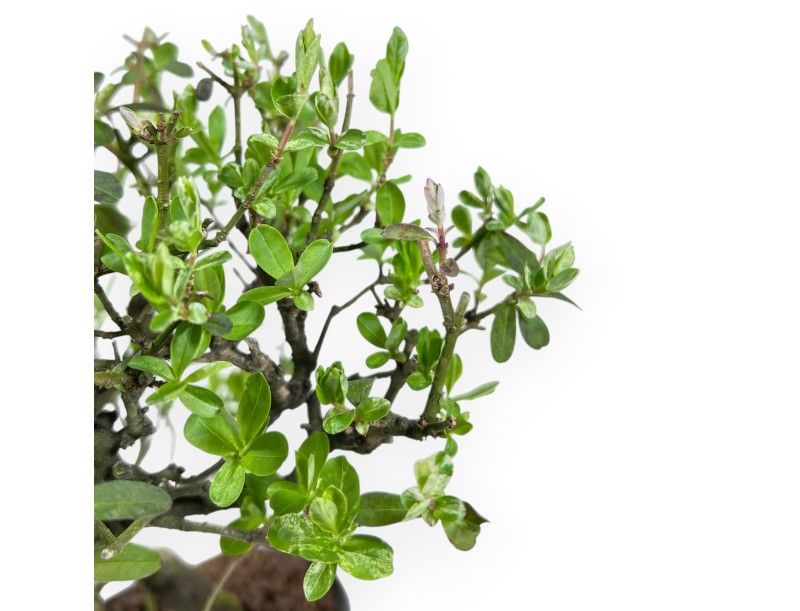 Ligustrum ibota Bonsai von 22 cm | Blau Wolke Topf
