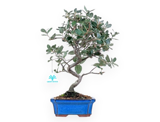 Quercus suber bonsai, 37 cm | Maceta rectangular azul