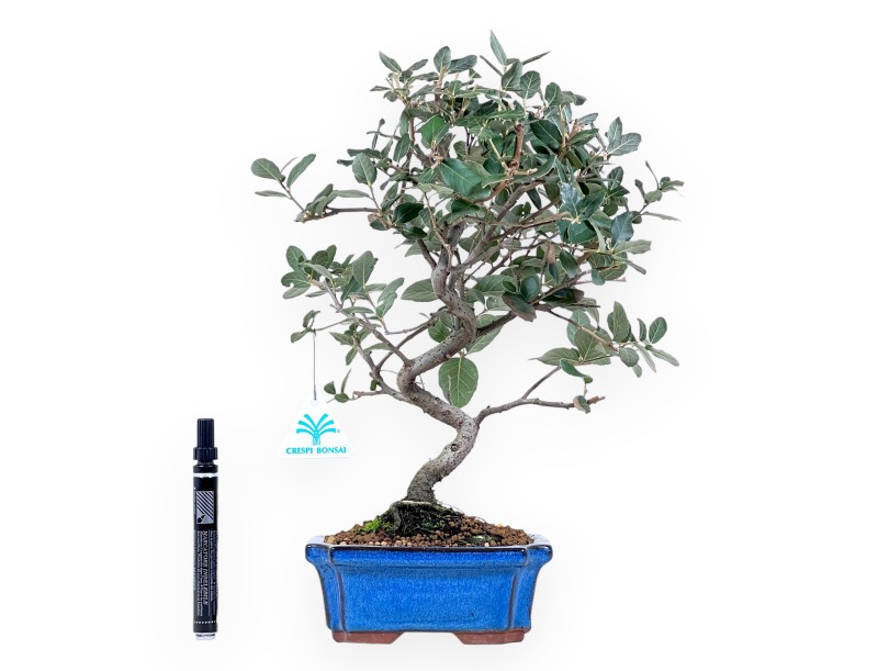 Bonsai di Quercus suber da 37 cm | Vaso rettangolare blu