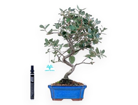Bonsai di Quercus suber da 37 cm | Vaso rettangolare blu