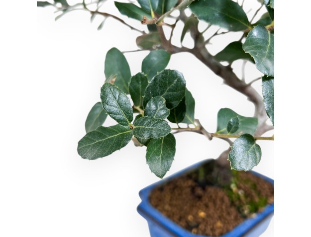 Quercus suber bonsai van 37 cm | Blauw rechthoekige pot 2