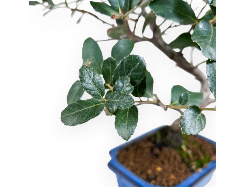 Bonsai di Quercus suber da 37 cm | Vaso rettangolare blu