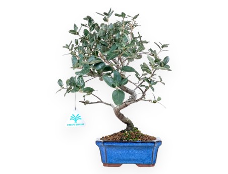 Bonsai di Quercus suber da 37 cm | Vaso rettangolare blu