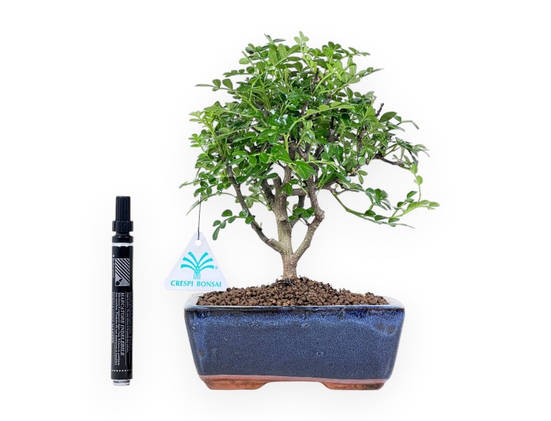 Bonsái de árbol de pimienta de 26 cm | Maceta rectangular azul