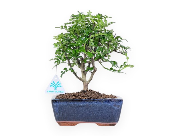 Bonsai di albero del pepe da 24 cm | Vaso rettangolare blu