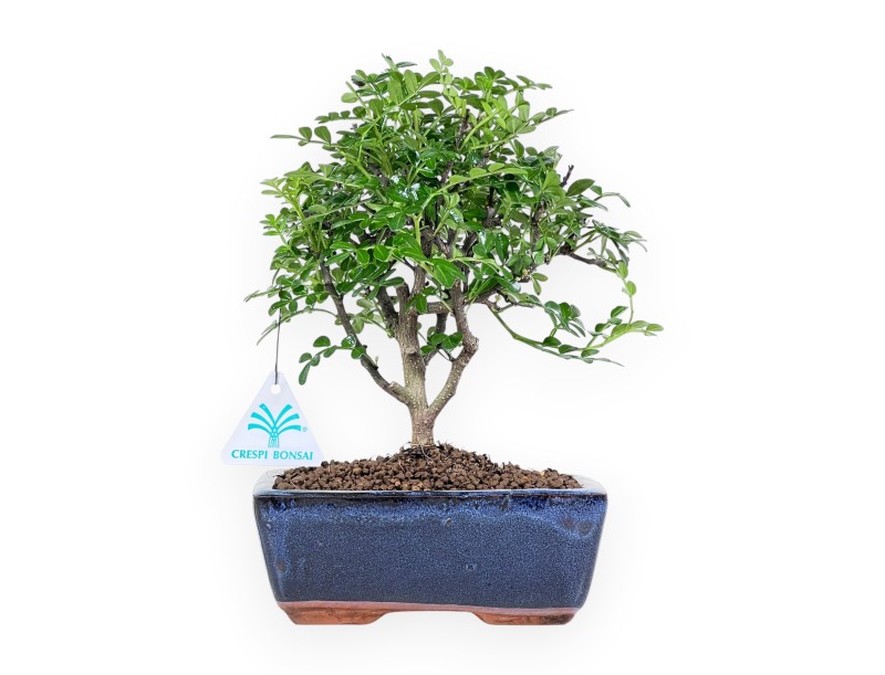 Peperboombonsai van 26 cm | Blauwe rechthoekige pot