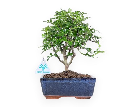 Bonsái de árbol de pimienta de 26 cm | Maceta rectangular azul