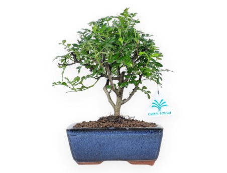 Peperboom bonsai van 24 cm | Rechthoekig blauw pot