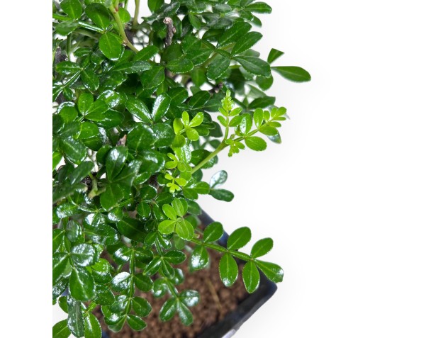 Bonsái de árbol de pimienta de 26 cm | Maceta rectangular azul 2