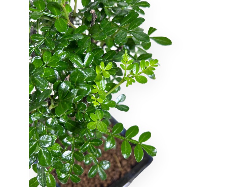 Bonsái de árbol de pimienta de 26 cm | Maceta rectangular azul