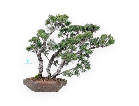 Juniper bonsai 36 cm | Round stoneware pot