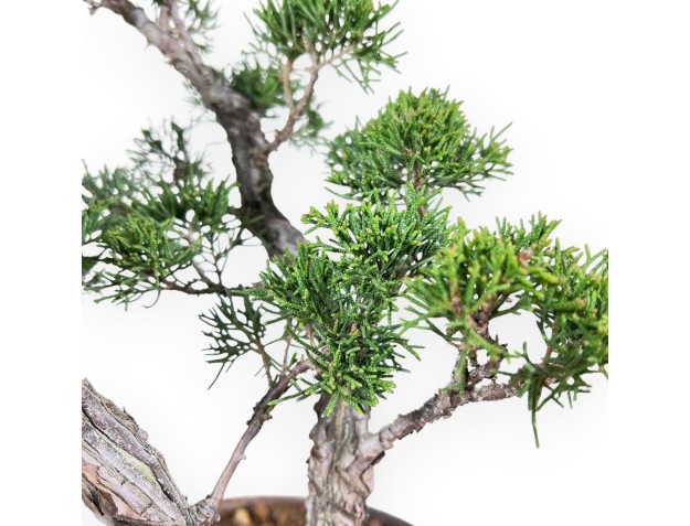 Enebro bonsái 36 cm | Maceta redondo de gres 2