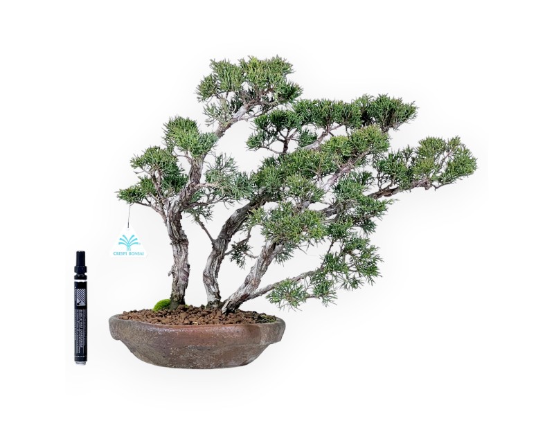 Bonsai di ginepro da 36 cm | Vaso tondo grès