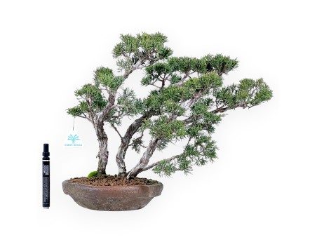 Juniper bonsai 36 cm | Round stoneware pot